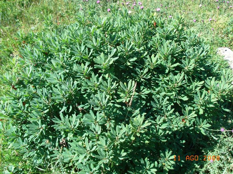 Daphne mezereum